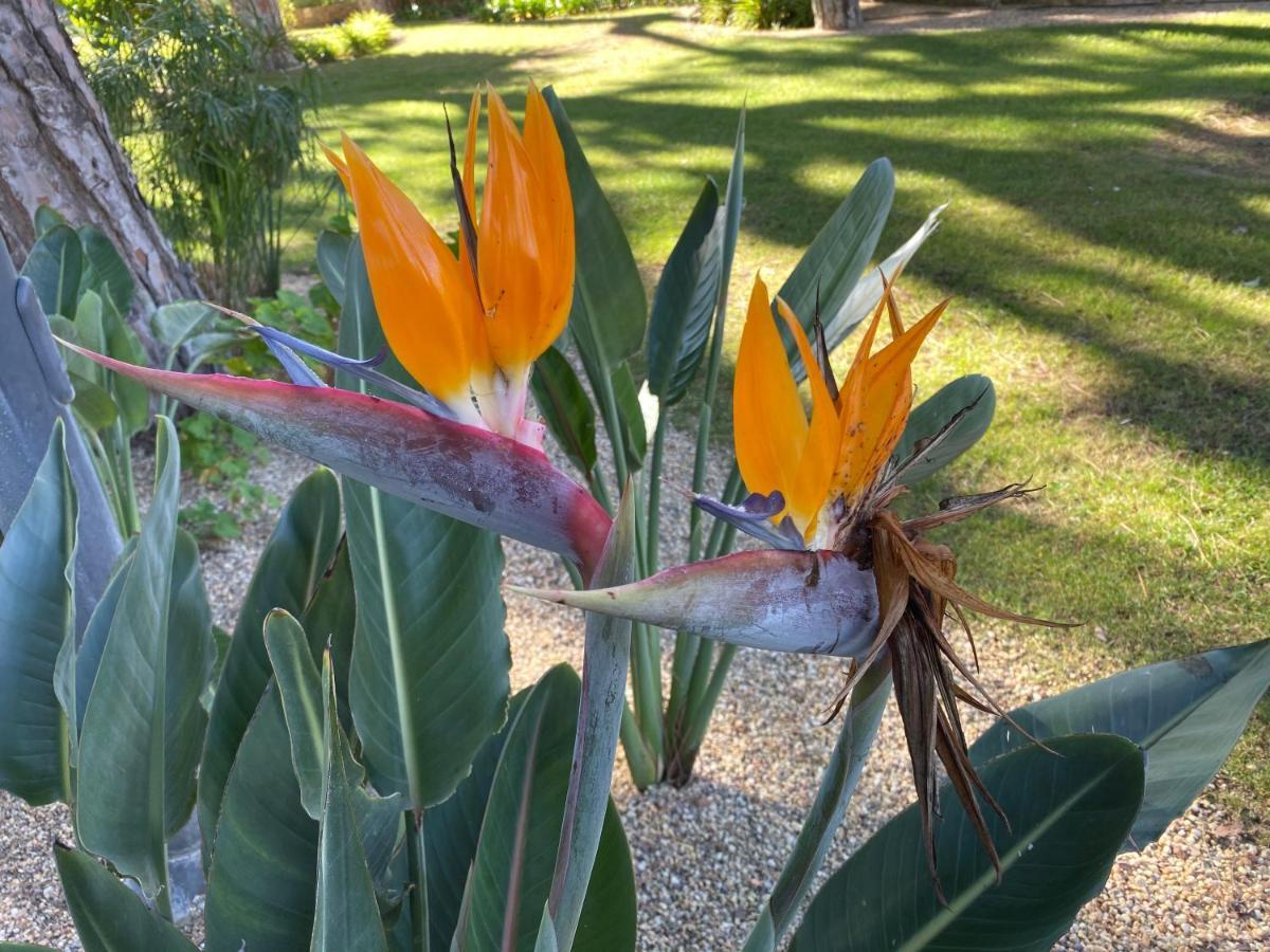 אלבופיירה Algarve Luxury Experience - Situated Within The Pinecliffs Resort מראה חיצוני תמונה